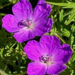 Pakost krvavý (Geranium sanguineum) ‘Vision Violet’® - kont. P9/P11